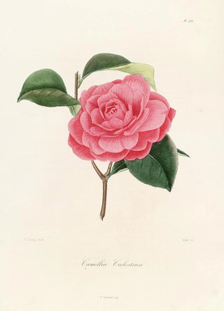 Lorenzo Berlse - Iconographie du genre Camellia Pl033.webp