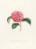 Iconography of the Camellia Genre Pl037 - Lorenzo Bartolini — artwork view