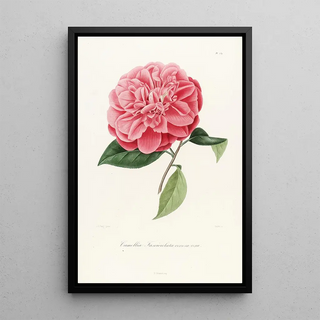 Lorenzo Berlse - Iconographie du genre Camellia Pl039.webp