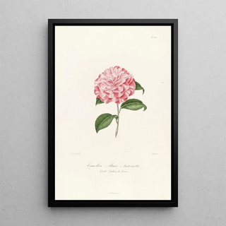 Lorenzo Berlse - Iconographie du genre Camellia Pl040.webp
