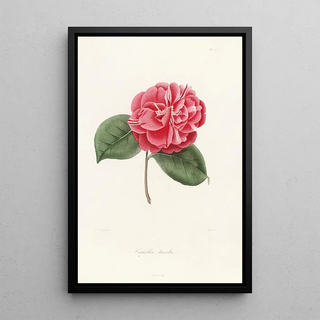 Lorenzo Berlse - Iconographie du genre Camellia Pl045.webp