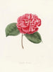 Iconographie du genre Camellia Pl045 - Lorenzo Bartolini — weergave van het kunstwerk