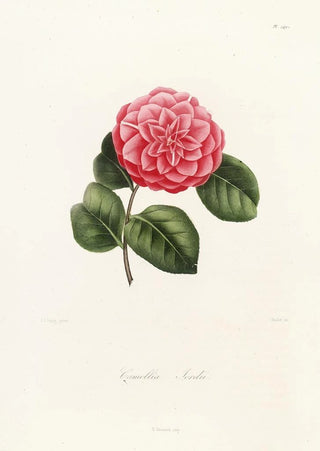 Lorenzo Berlse - Iconographie du genre Camellia Pl049.webp