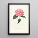 Iconographie du genre Camellia Pl050 - Lorenzo Bartolini — ingelijst kunstwerk aan de muur