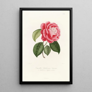 Lorenzo Berlse - Iconographie du genre Camellia Pl051.webp