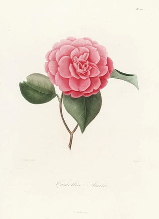 Lorenzo Berlse - Iconographie du genre Camellia Pl052.webp