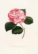 Iconographie du genre Camellia Pl054 - Lorenzo Bartolini — weergave van het kunstwerk