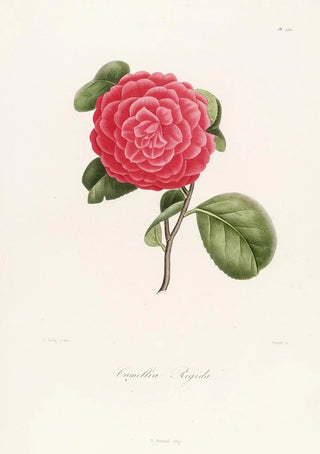 Lorenzo Berlse - Iconographie du genre Camellia Pl055.webp