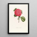 Iconographie du genre Camellia Pl055 - Lorenzo Bartolini — ingelijst kunstwerk aan de muur