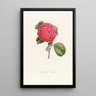 Lorenzo Berlse - Iconographie du genre Camellia Pl055.webp