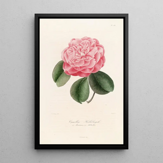 Lorenzo Berlse - Iconographie du genre Camellia Pl058.webp