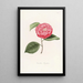 Iconographie du genre Camellia Pl061 - Lorenzo Bartolini — ingelijst kunstwerk aan de muur