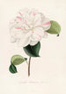 Iconographie du genre Camellia Pl063 - Lorenzo Bartolini — weergave van het kunstwerk
