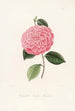 Iconographie du genre Camellia Pl066 - Lorenzo Bartolini — weergave van het kunstwerk