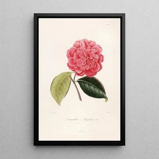 Lorenzo Berlse - Iconographie du genre Camellia Pl070.webp