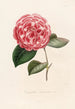 Iconographie du genre Camellia Pl072 - Lorenzo Bartolini — weergave van het kunstwerk