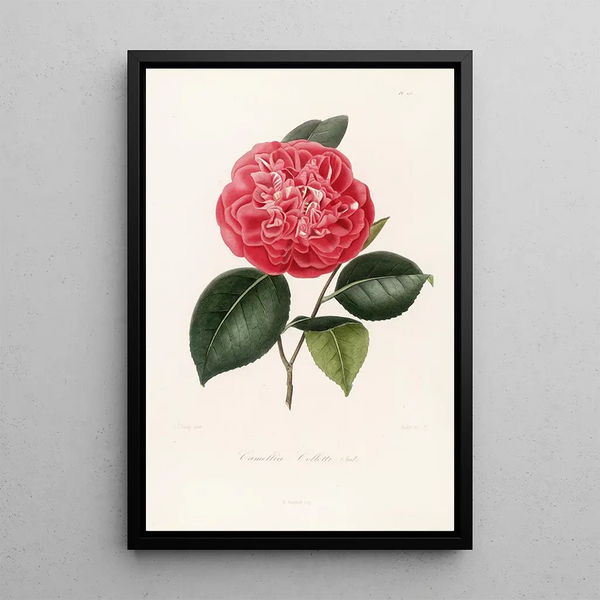 Lorenzo Berlse - Iconographie du genre Camellia Pl075.webp
