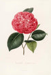 Iconographie du genre Camellia Pl075 - Lorenzo Bartolini — weergave van het kunstwerk