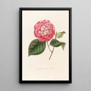 Lorenzo Berlse - Iconographie du genre Camellia Pl076.webp