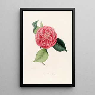 Lorenzo Berlse - Iconographie du genre Camellia Pl077.webp