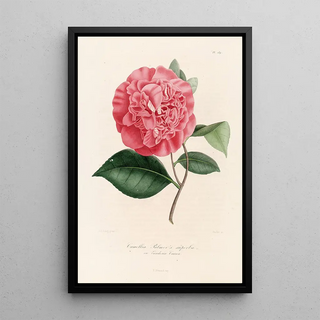 Lorenzo Berlse - Iconographie du genre Camellia Pl089.webp