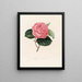 Iconography of the Camellia Genre Pl092 - Lorenzo Bartolini — framed artwork on a wall