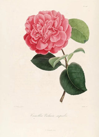 Lorenzo Berlse - Iconographie du genre Camellia Pl096.webp