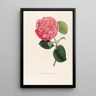 Lorenzo Berlse - Iconographie du genre Camellia Pl096.webp
