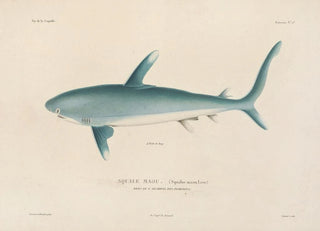 LouisIsidore Duperrey - Voyage autour du monde Pl008.webp