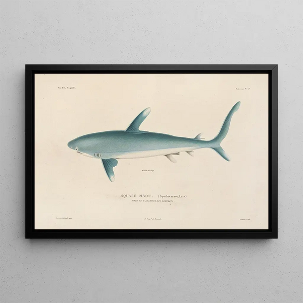 LouisIsidore Duperrey - Voyage autour du monde Pl008.webp