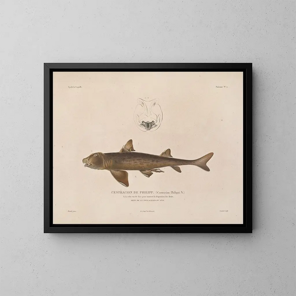Voyage around the World - Louis-Isidore Duperrey — framed artwork on a wall