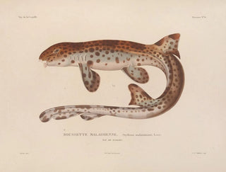 LouisIsidore Duperrey - Voyage autour du monde Pl013.webp