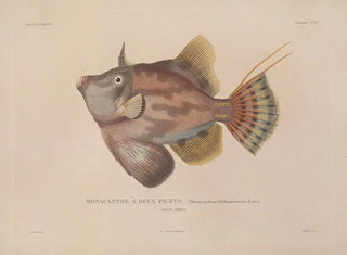 LouisIsidore Duperrey - Voyage autour du monde Pl015.webp
