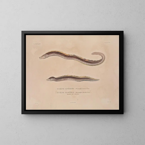 Reis rond de wereld - Louis-Isidore Duperrey — ingelijst kunstwerk aan de muur