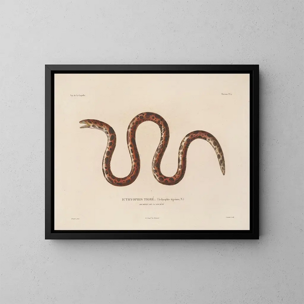 Reis rond de wereld - Louis-Isidore Duperrey — ingelijst kunstwerk aan de muur