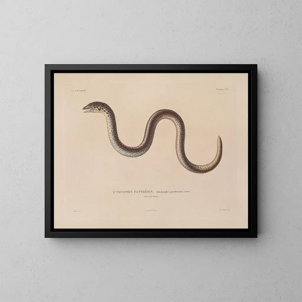 Reis rond de wereld - Louis-Isidore Duperrey — ingelijst kunstwerk aan de muur