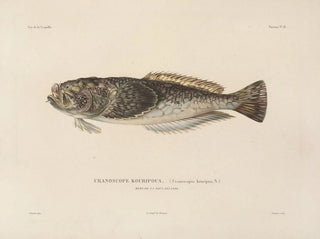 LouisIsidore Duperrey - Voyage autour du monde Pl025.webp