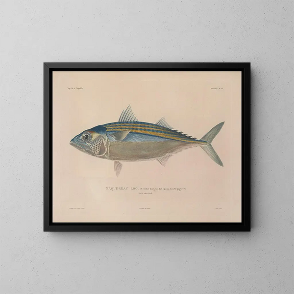 Reis rond de wereld - Louis-Isidore Duperrey — ingelijst kunstwerk aan de muur