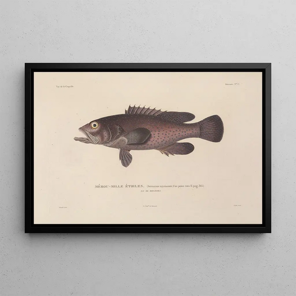 Voyage around the World Pl044 - Louis-Isidore Duperrey — framed artwork on a wall