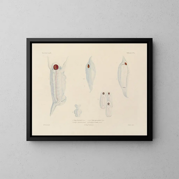 Reis rond de wereld - Louis-Isidore Duperrey — ingelijst kunstwerk aan de muur