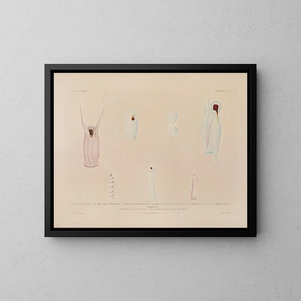Reis rond de wereld - Louis-Isidore Duperrey — ingelijst kunstwerk aan de muur