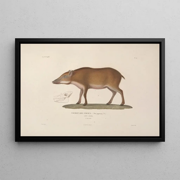 Voyage autour du monde Pl111 - Louis-Isidore Duperrey — framed artwork on a wall