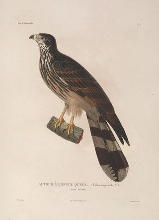 LouisIsidore Duperrey - Voyage autour du monde Pl113.webp