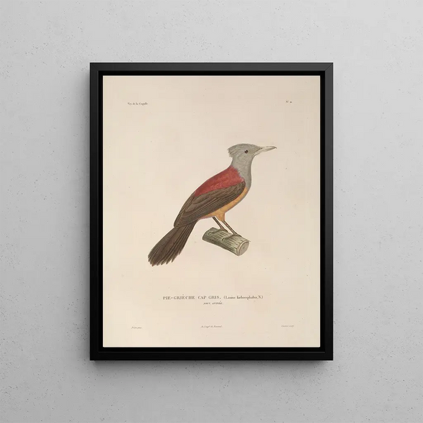 LouisIsidore Duperrey - Voyage autour du monde Pl114.webp