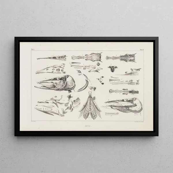 Louis Agassiz - Recherches sur les poissons fossiles Pl011.webp