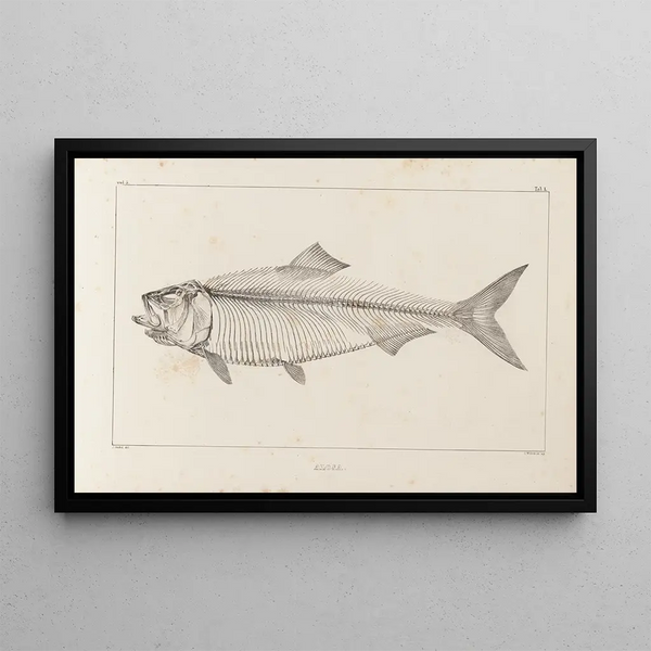 Recherches sur les poissons fossiles Pl012 - Louis Agassiz — ingelijst kunstwerk aan de muur
