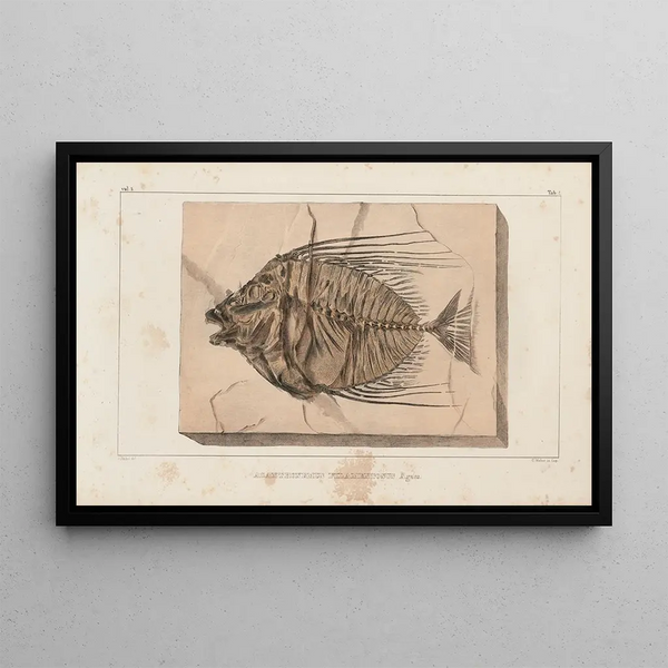 Recherches sur les poissons fossiles Pl017 - Louis Agassiz — ingelijst kunstwerk aan de muur