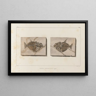 Louis Agassiz - Recherches sur les poissons fossiles Pl018.webp