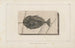 Onderzoek naar fossiele vissen Pl019 - Louis Agassiz — weergave van het kunstwerk