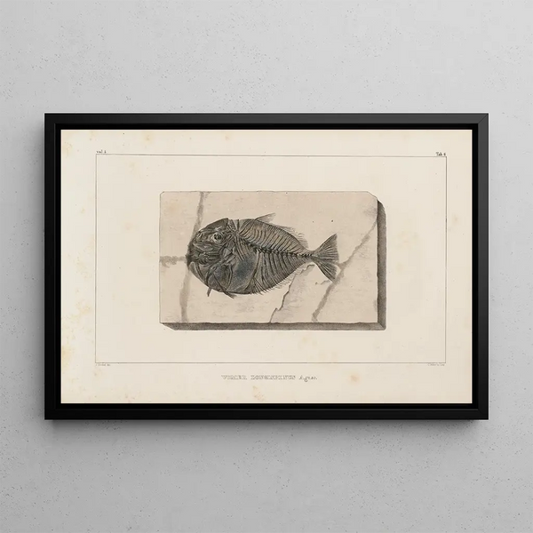 Recherches sur les poissons fossiles Pl019 - Louis Agassiz — framed artwork on a wall